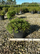 Spiraea japonica 'Little Princess'