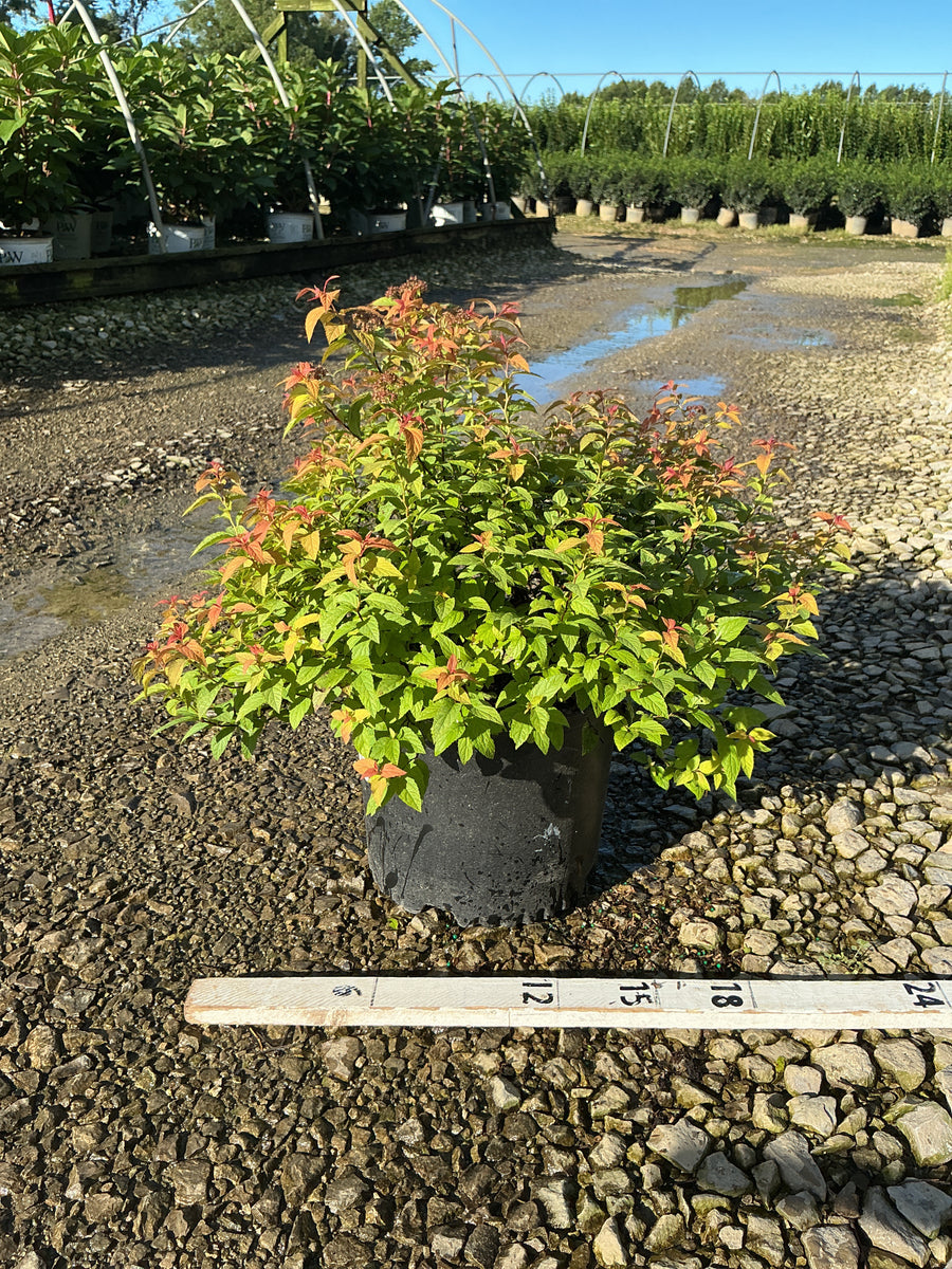 Spiraea japonica 'Magic Carpet'