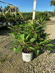 Hydrangea paniculata 'DVPpinky'