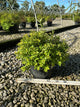Spiraea japonica 'Goldmound'