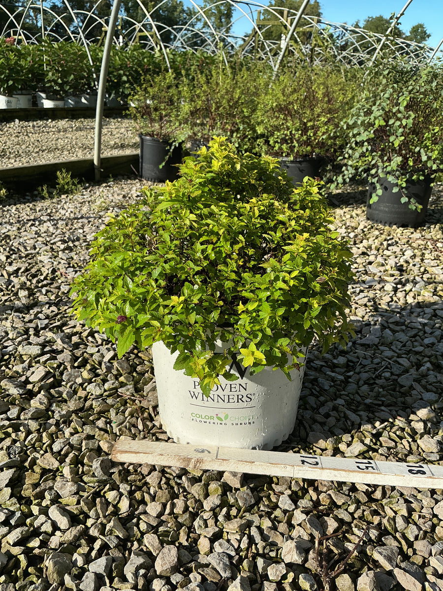 Spiraea japonica 'Yan'