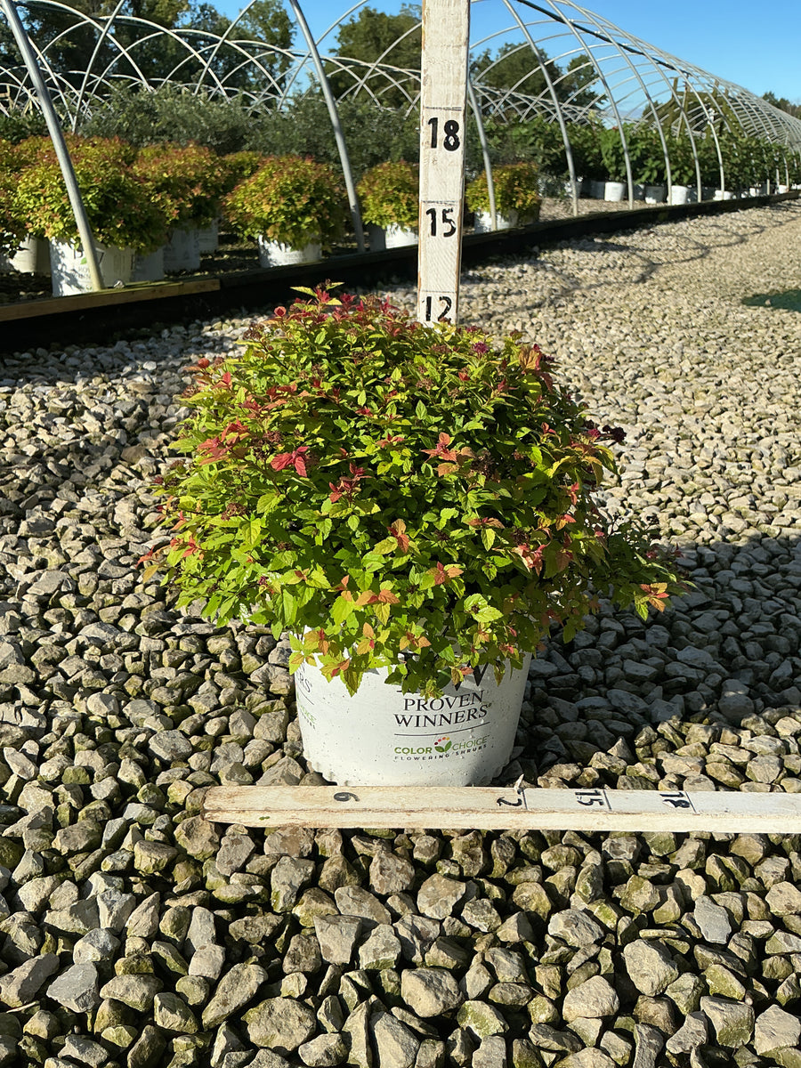 Spiraea JAP 'Dbl Play Dolly'