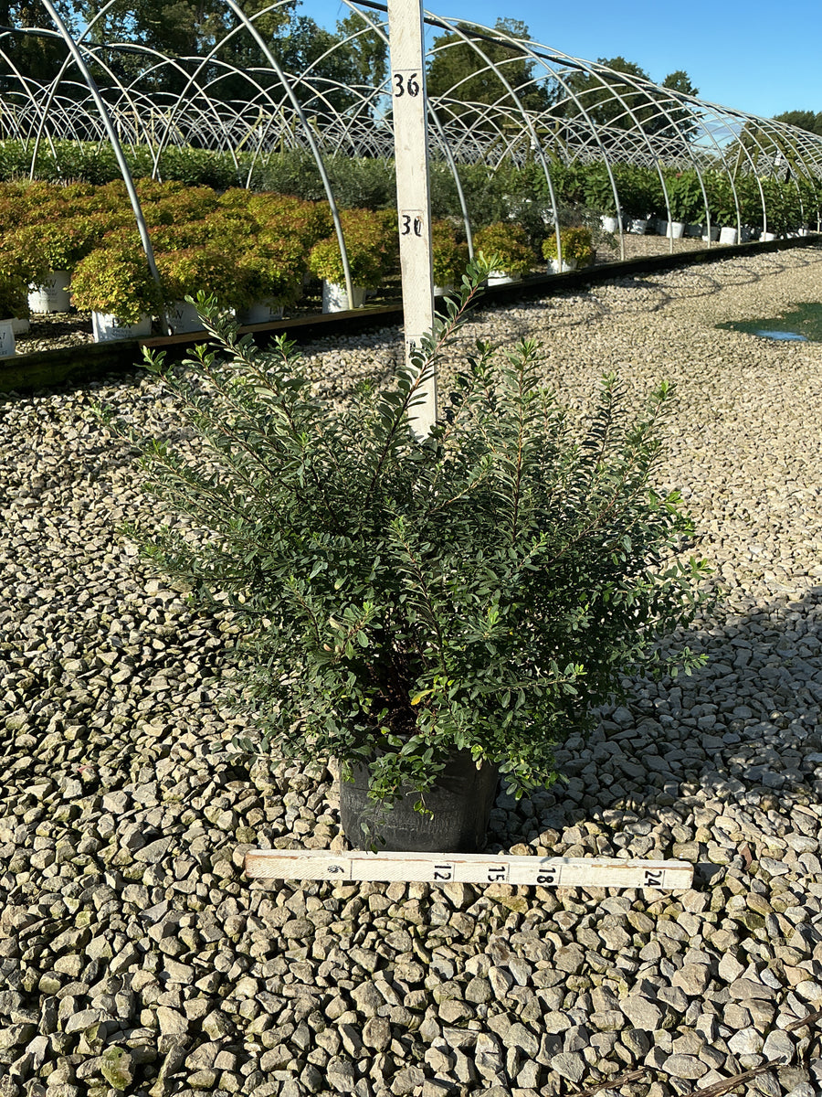 Spiraea nipponica 'Snowmound'