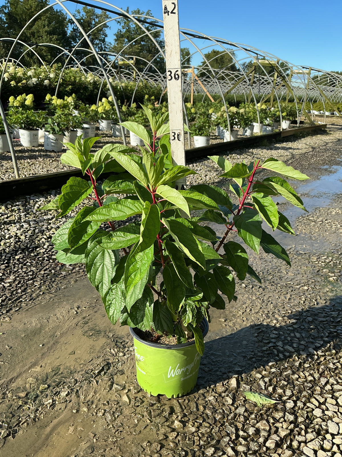 Hydrangea 'P Love-A-Lot Pink Rp10'