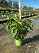 Hydrangea 'P Love-A-Lot Pink Rp10'