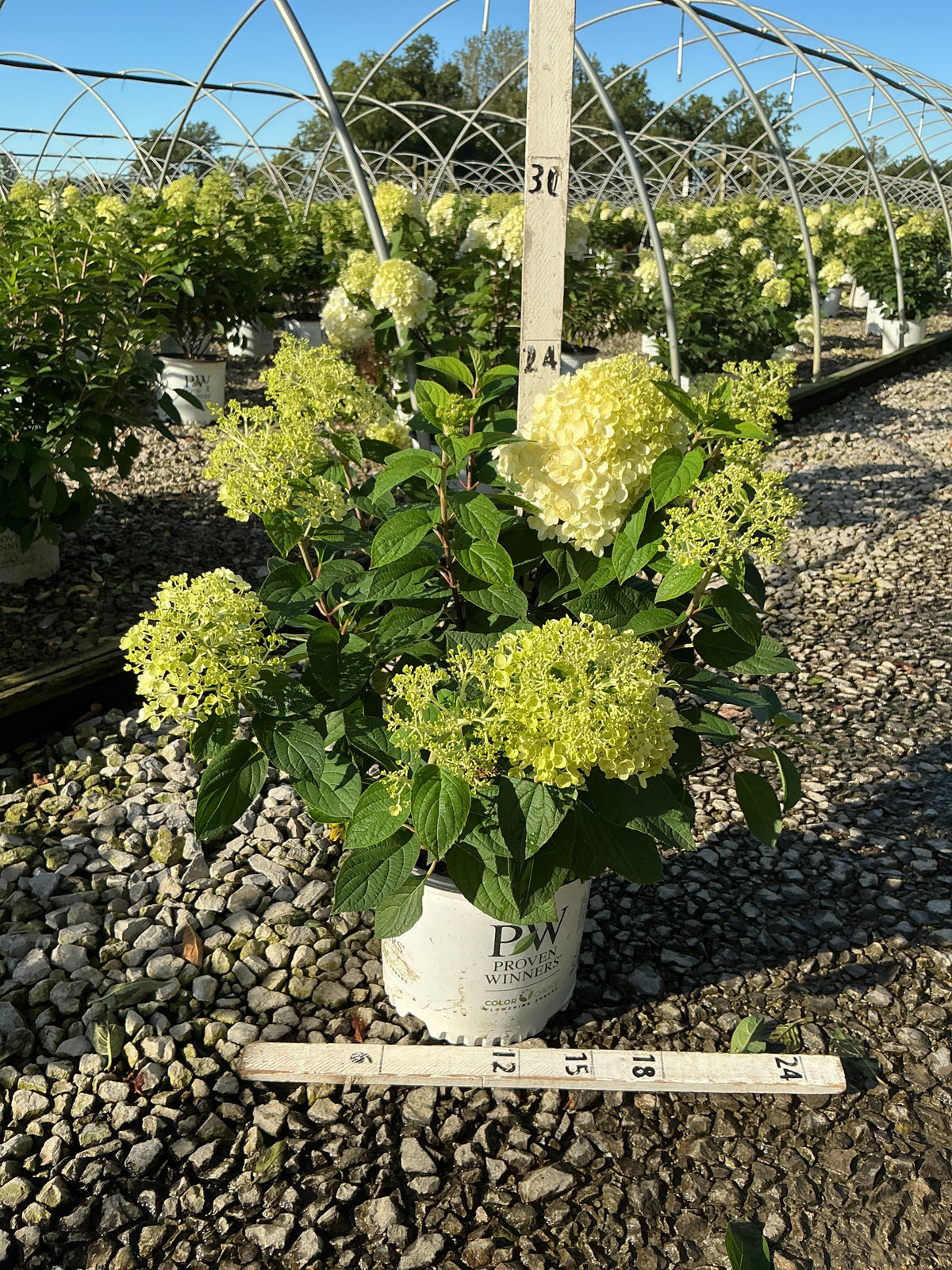 Hydrangea paniculata 'Bobo'
