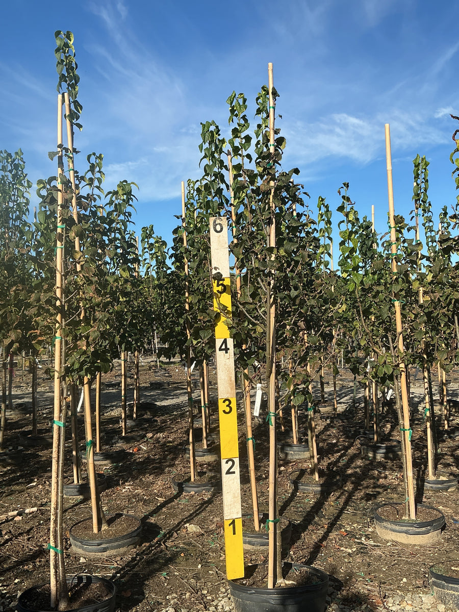 Syringa reticulata 'Ivory Silk'