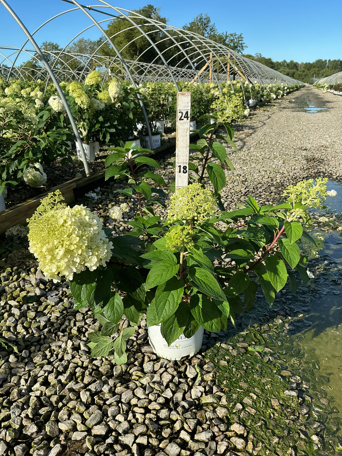 Hydrangea paniculata 'Bobo'