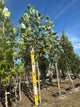 Liriodendron tulipifera 'Aureo-Marginatum'