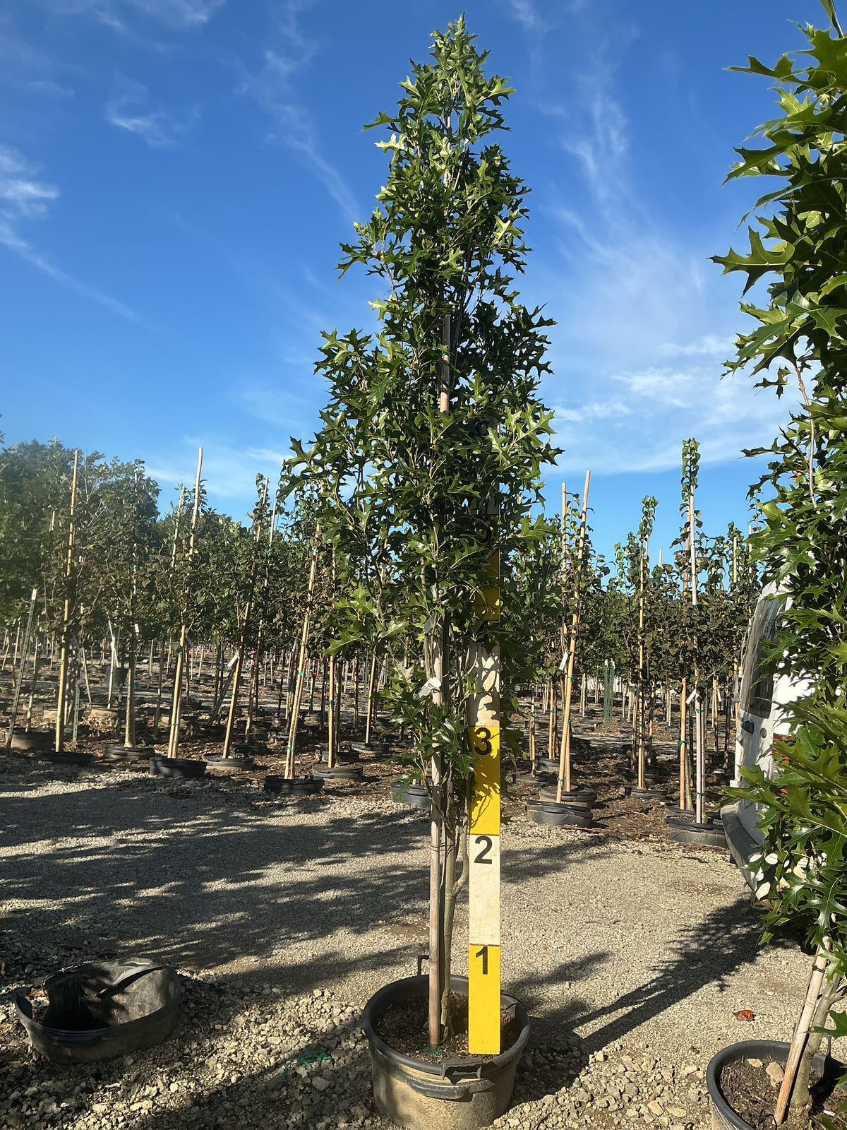 Quercus P 'Green Pillar'