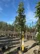 Quercus P 'Green Pillar'