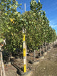 Betula pendula 'Youngii'