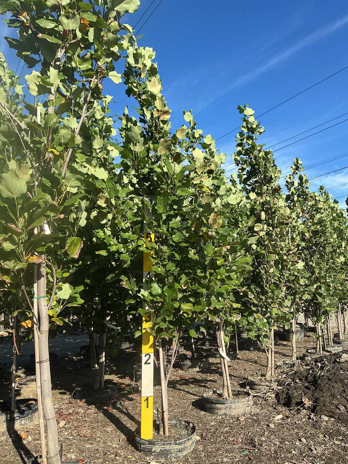 Liriodendron tulipifera 'Fastigatum'