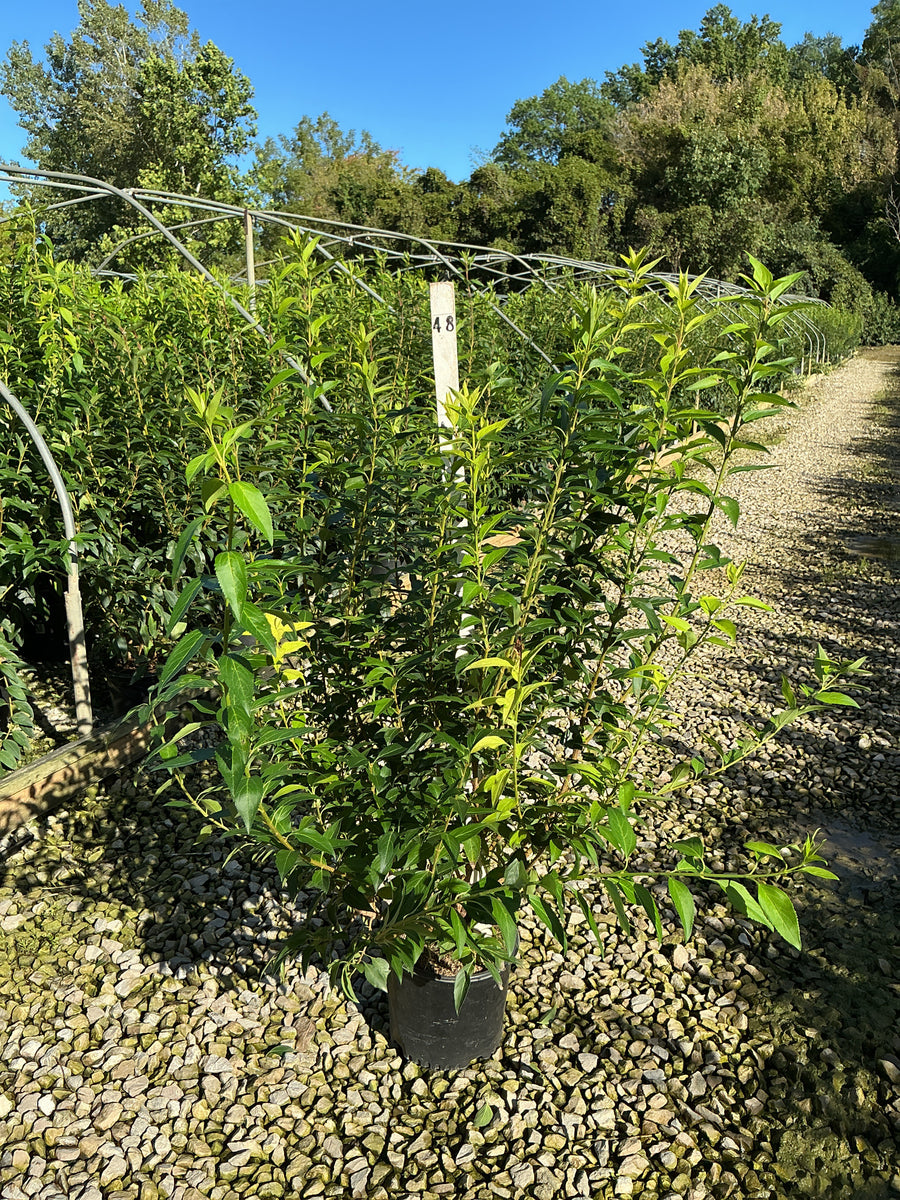 Forsythia x intermedia 'Spring Glory' â€” G3 24-30