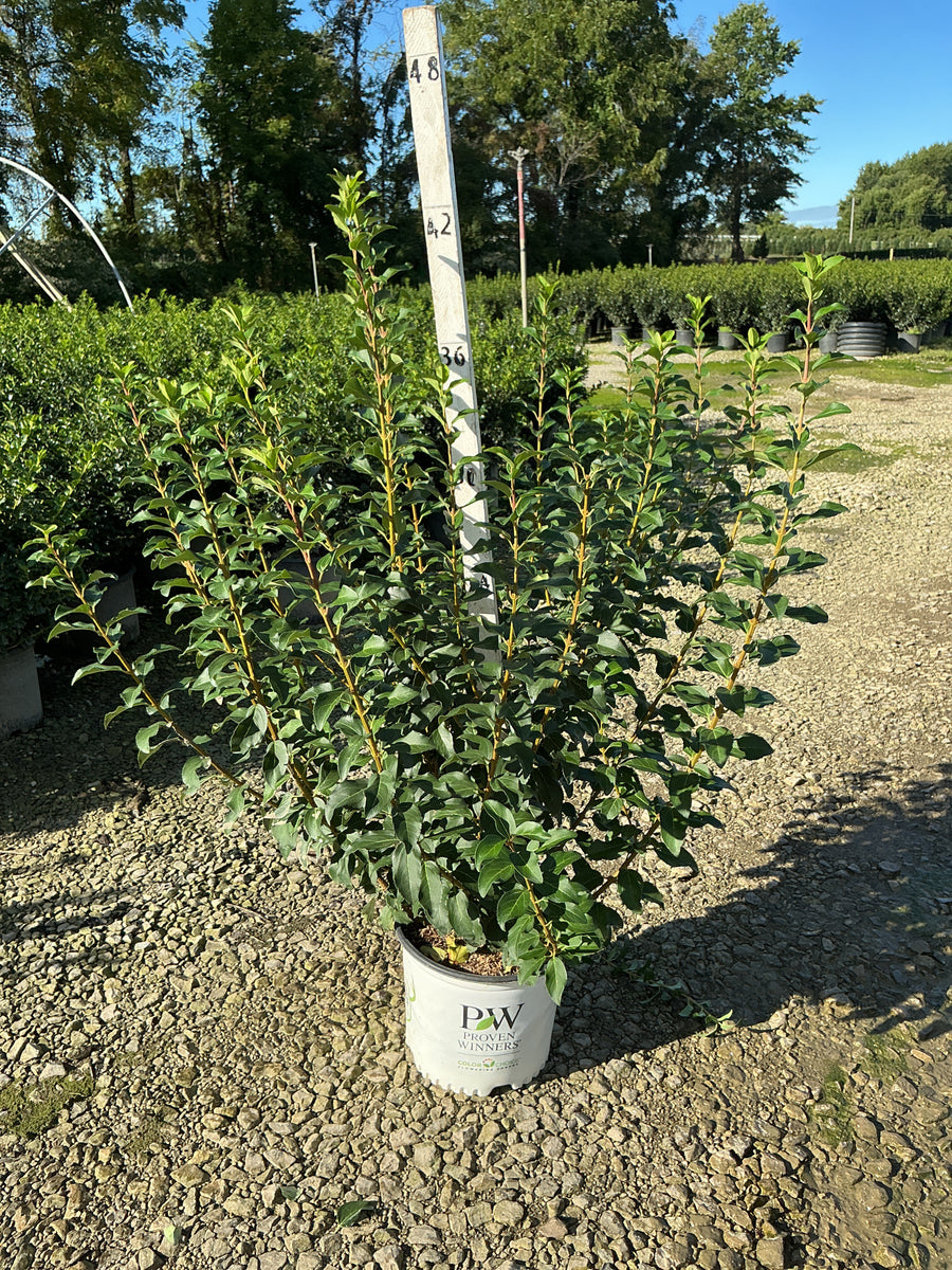 Forsythia x intermedia 'Mindor'