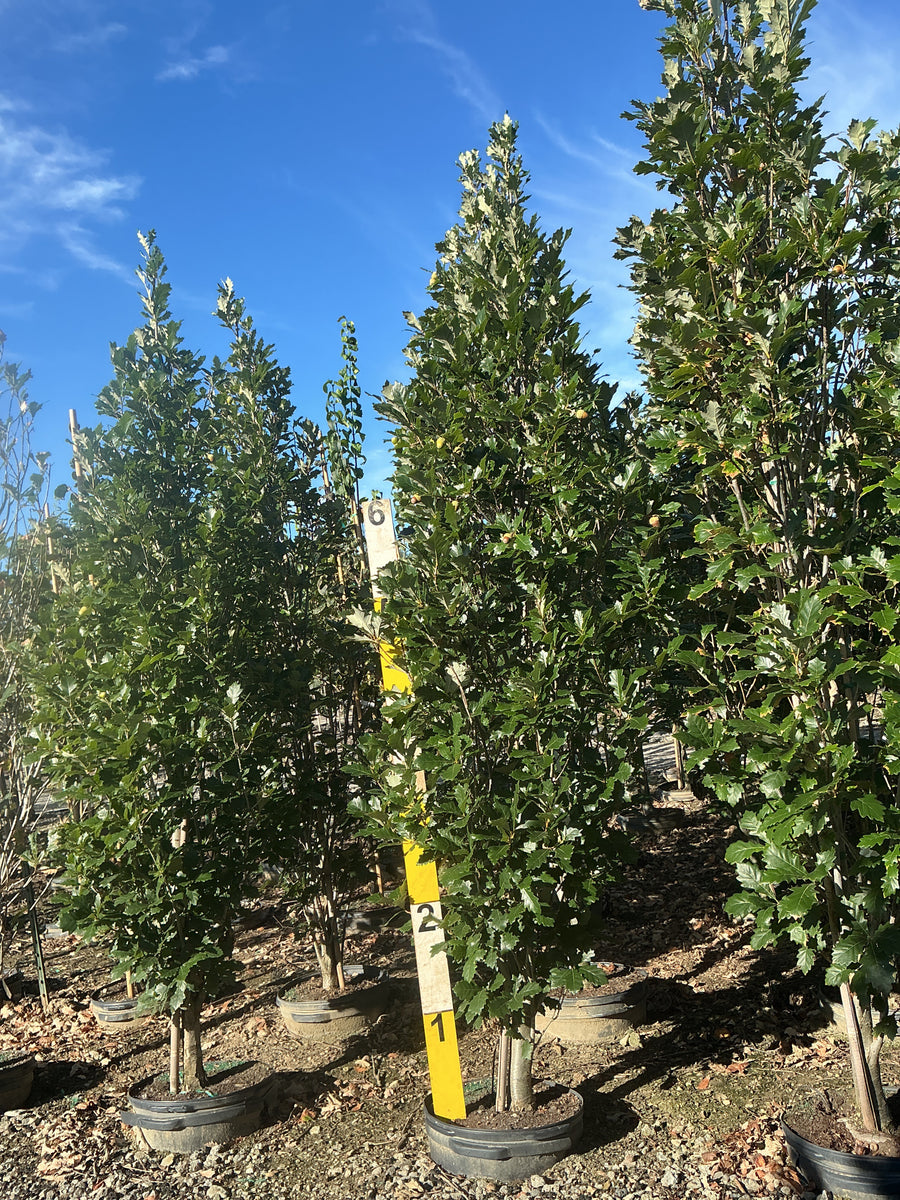 Quercus x bicolor 'Long'