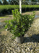 Clethra alnifolia 'Sixteen Candles'