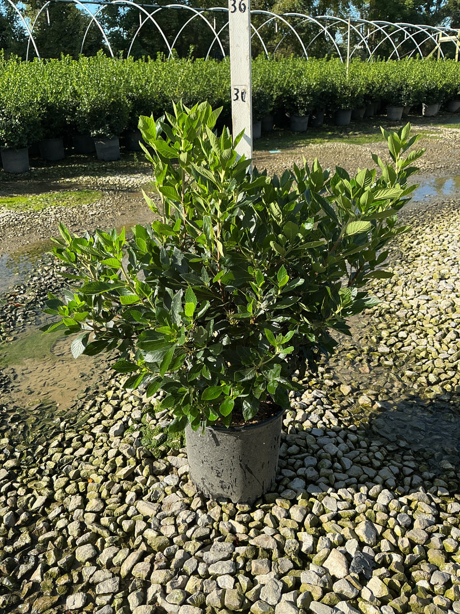 Clethra alnifolia 'Sixteen Candles'