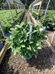 Hydrangea macrophylla 'Bailmer'