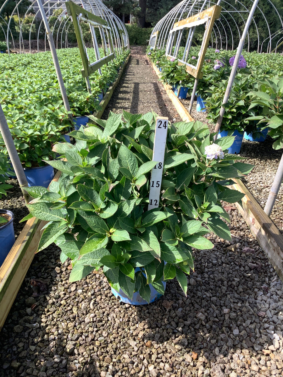 Hydrangea macrophylla 'Bailmer' â€” G5 ES