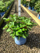 Hydrangea macrophylla 'Bloomstruck'
