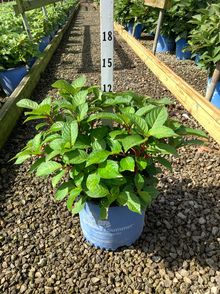 Hydrangea macrophylla 'Bloomstruck' â€” G3