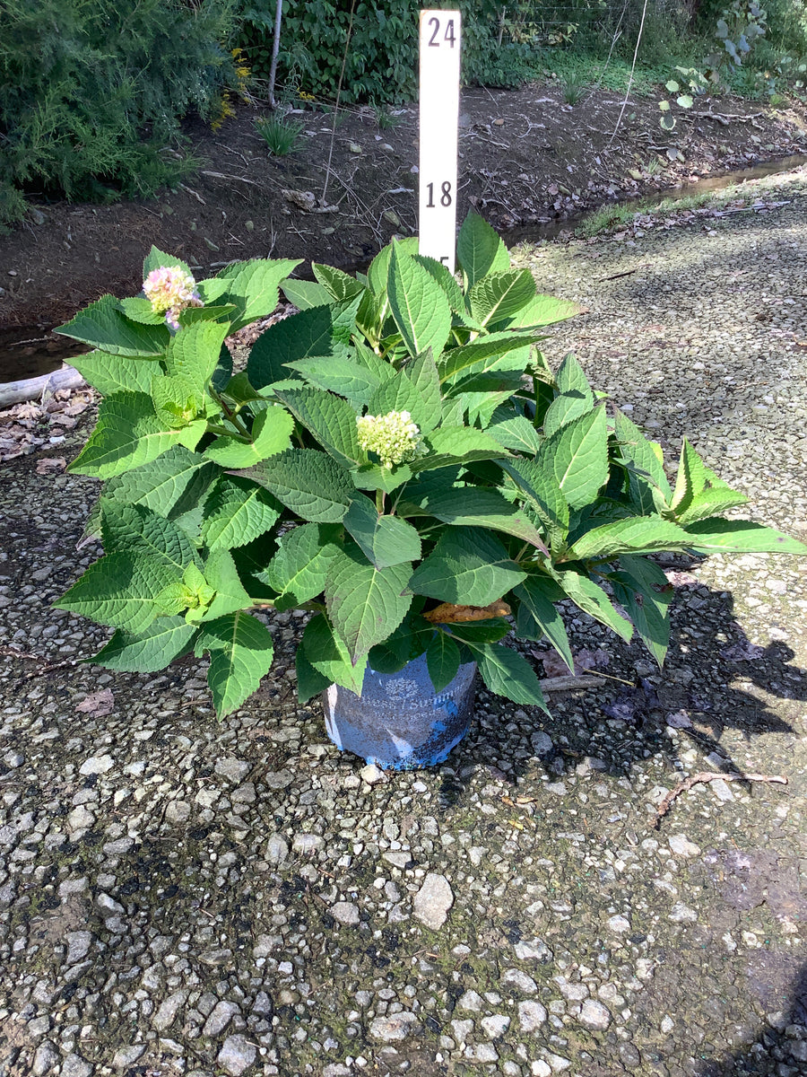Hydrangea macrophylla 'Bailmer' â€” G2