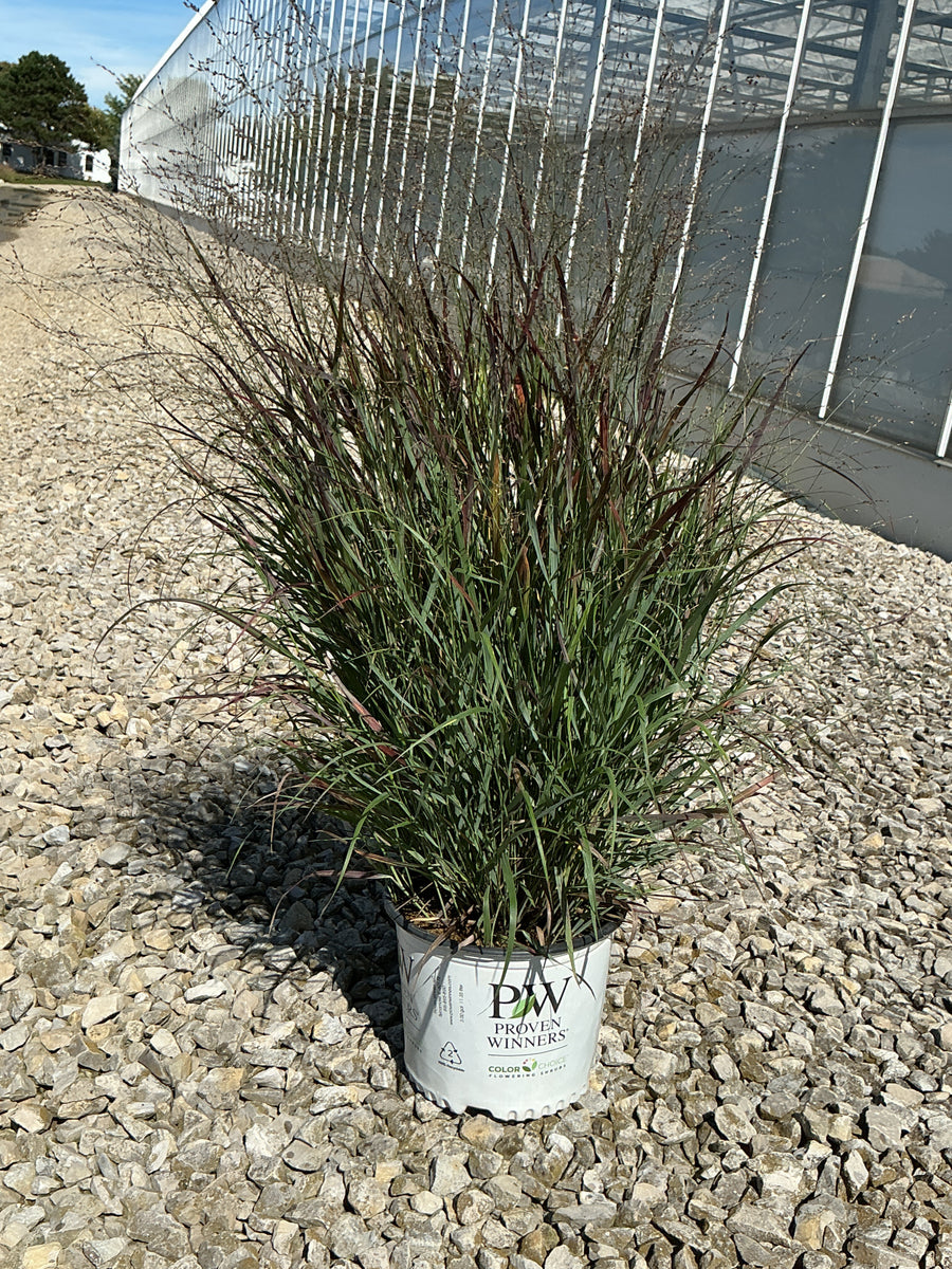 Panicum virgatum 'Cheyenne Sky' â€” G3 PW