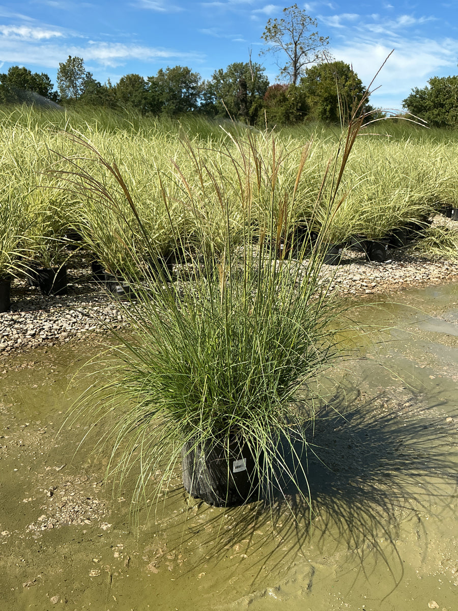 Miscanthus sinensis 'Adagio' â€” G3