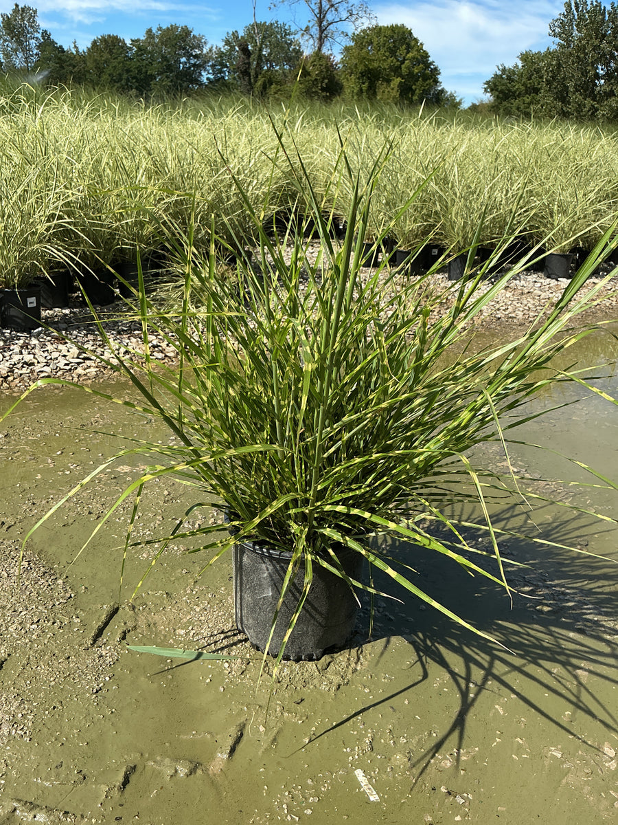 Miscanthus sinensis 'Strictus' â€” G3