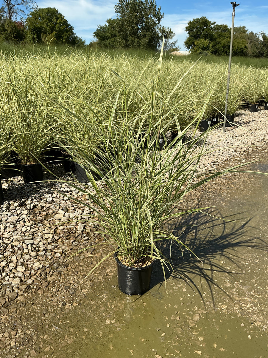Miscanthus sinensis 'Variegata' â€” 19CM