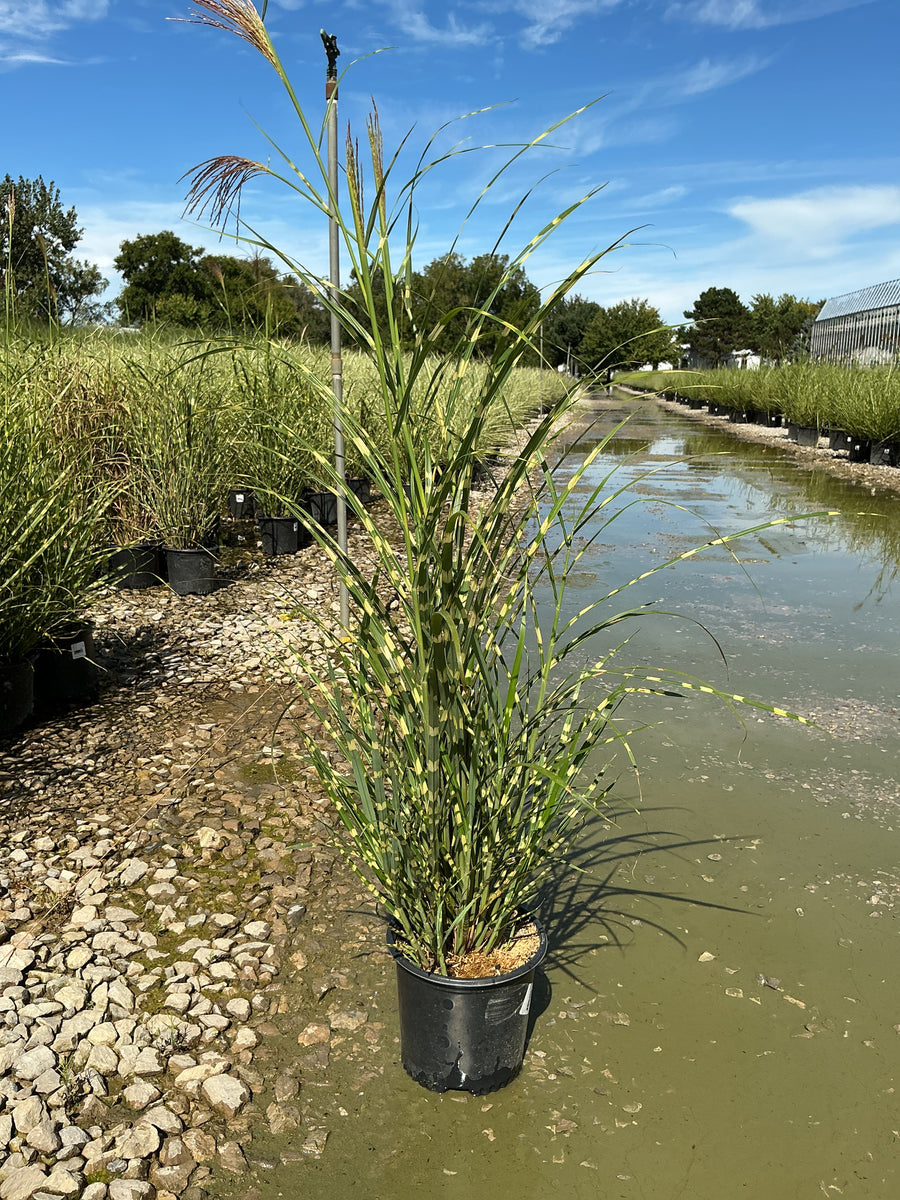 Miscanthus sinensis 'Zebrinus' â€” 19CM