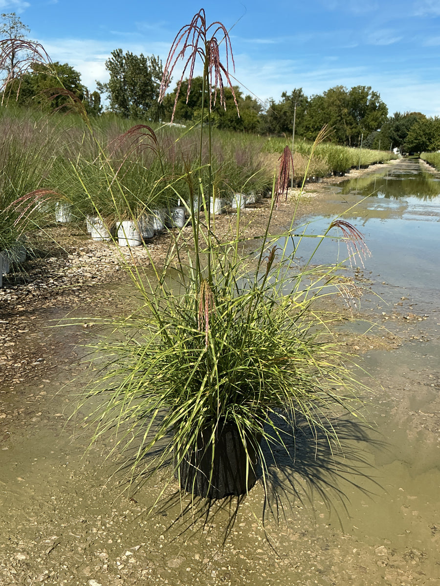 Miscanthus sinensis 'Little Nicky' â€” G3