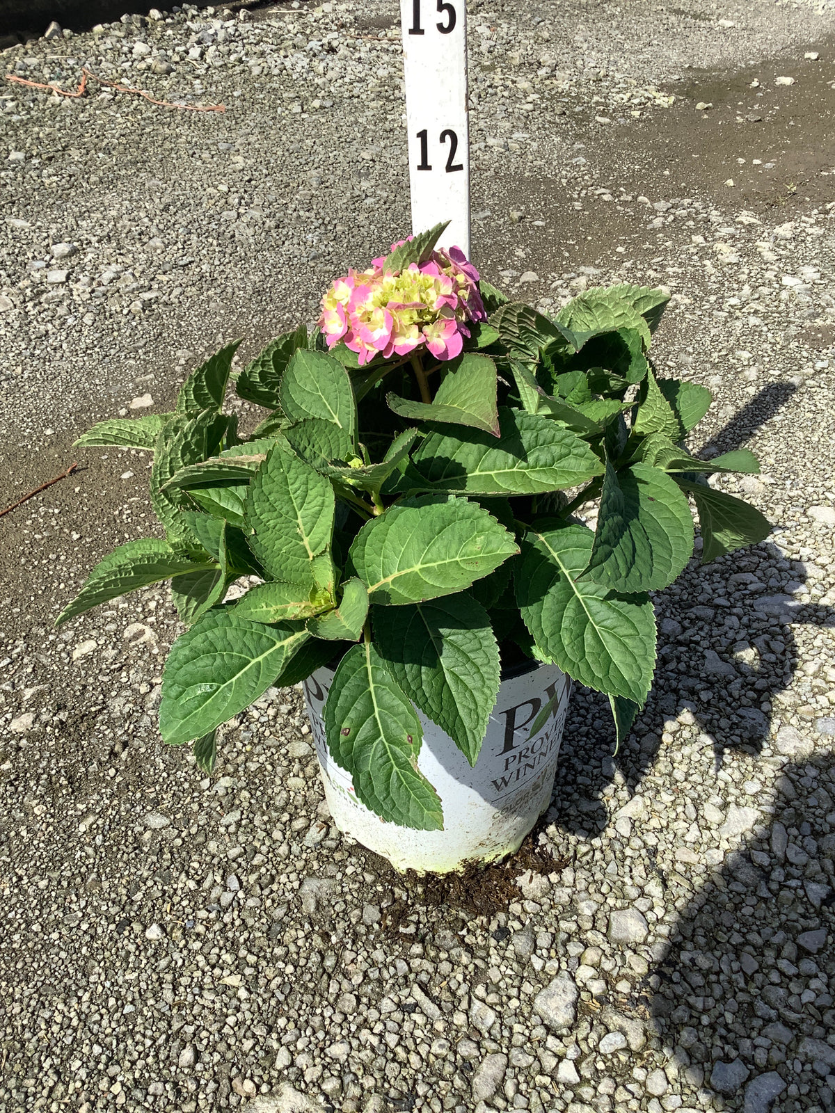 Hydrangea macrophylla 'Lets Dance Sky View'