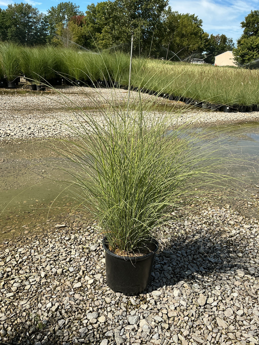 Miscanthus sinensis 'Morning Light' â€” G3