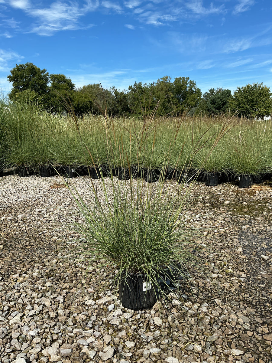Miscanthus sinensis 'Adagio' â€” 19CM