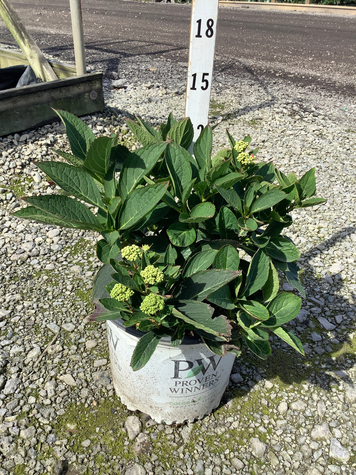 Hydrangea macrophylla × serrata ‘Hot Stepper’(SMNHSDE)