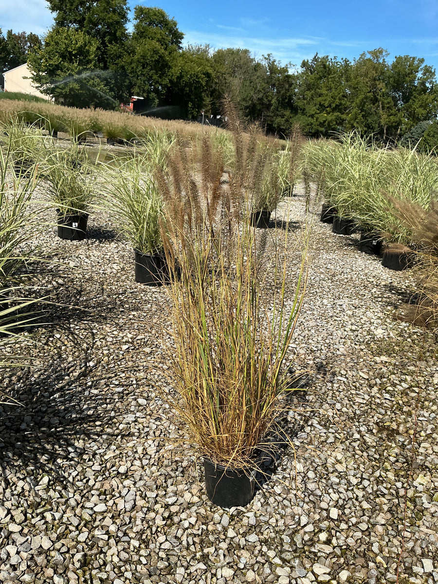 Pennisetum alopecuroides 'Red Head' â€” 19CM