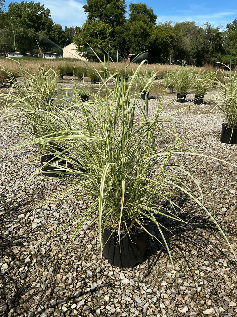 Miscanthus sinensis 'Variegata' â€” G3