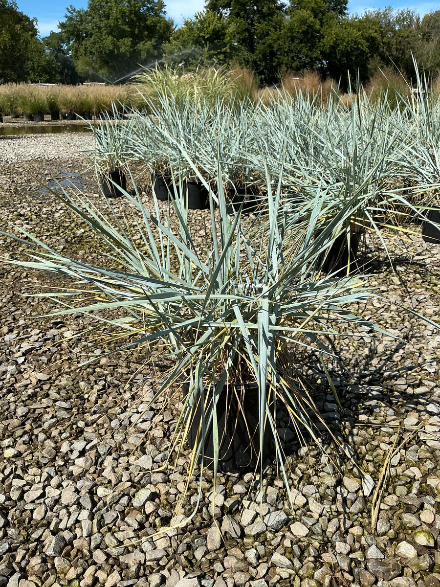 Leymus 'A. Blue Dune' â€” 19CM