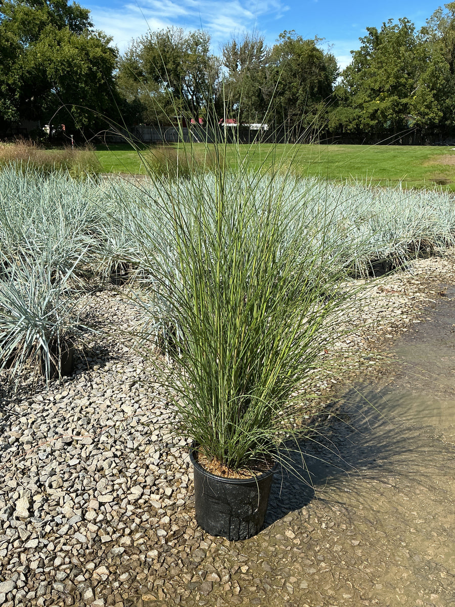 Miscanthus sinensis 'Gracillimus' â€” G3