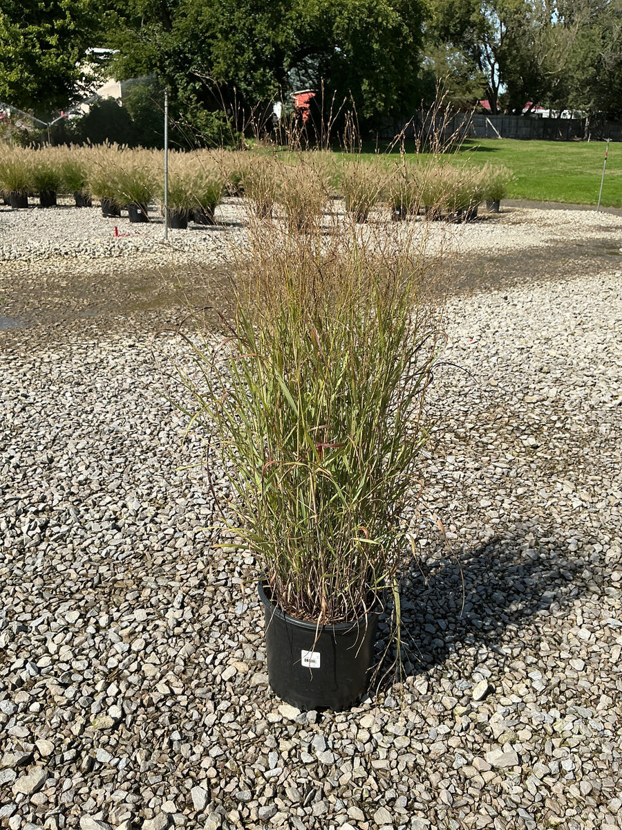 Panicum virgatum 'Shenandoah' â€” G3