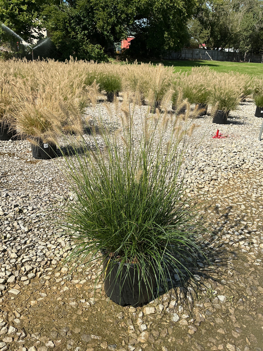 Pennisetum alopecuroides 'Hameln' â€” G3
