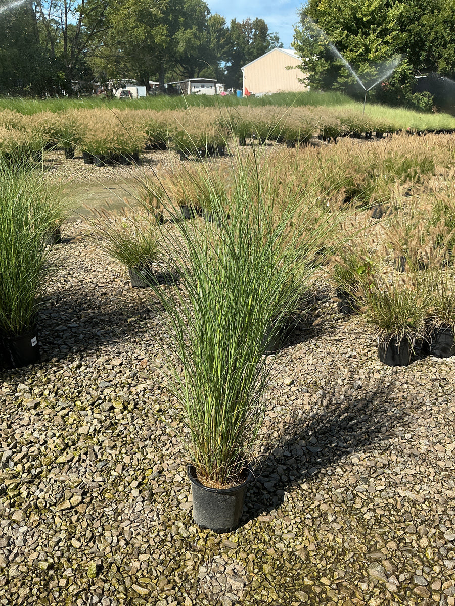 Miscanthus sinensis 'Gracillimus' â€” 19CM