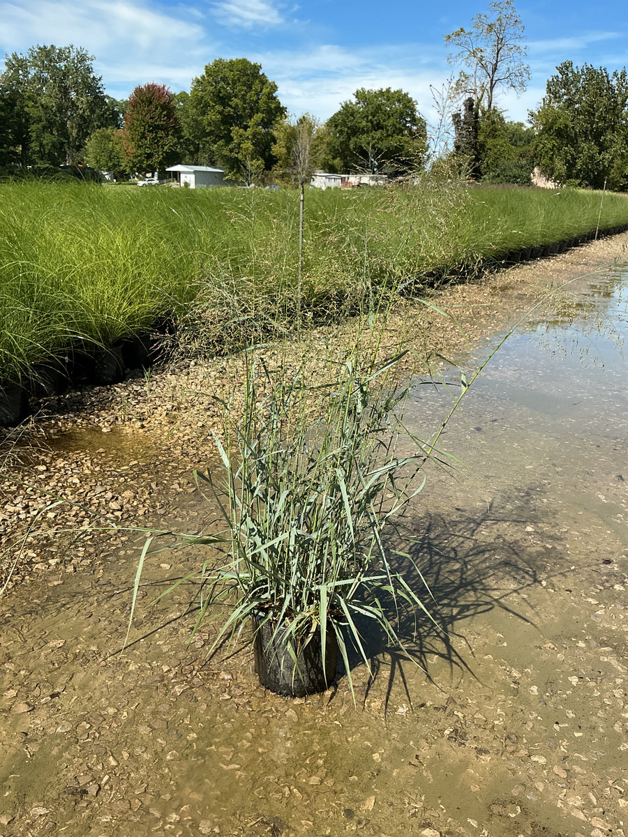 Panicum virgatum 'Heavy Metal' â€” G3