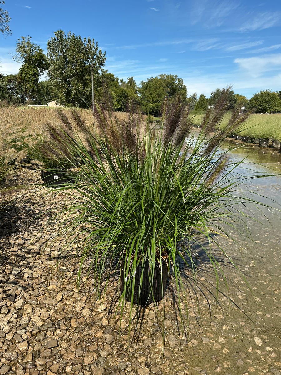 Pennisetum alopecuroides 'Red Head' â€” G3