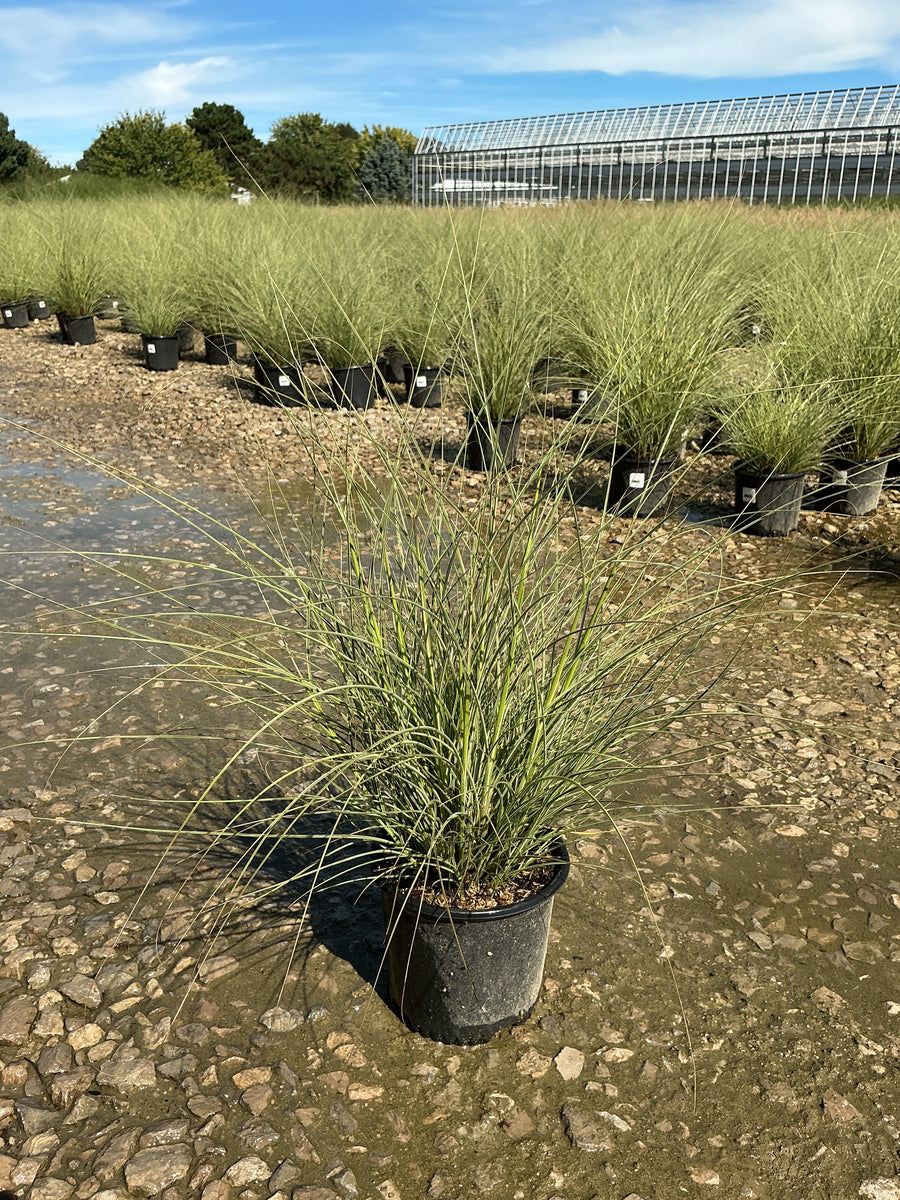 Miscanthus sinensis 'Morning Light' â€” 19CM
