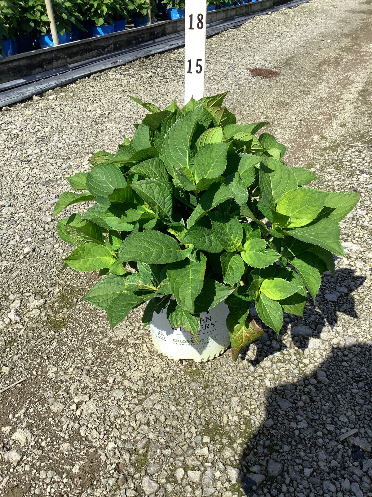 Hydrangea macrophylla 'Lets Dance Rhythmic Blue'