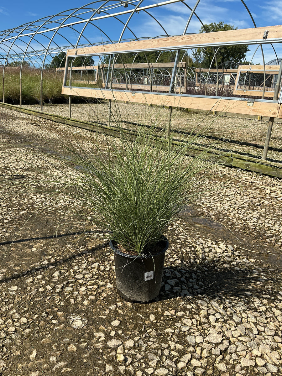 Miscanthus sinensis 'Morning Light' â€” G2