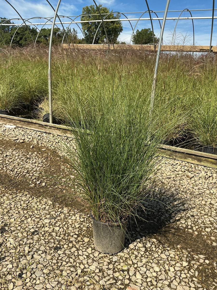 Miscanthus sinensis 'Gracillimus' â€” G2